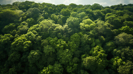 View of the forest from above