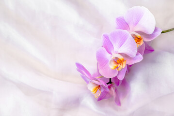 The branch of purple orchids on white fabric background
