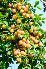 Ripe begonias in an orchard