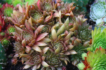 Fototapeta premium Pink Grapefruit rojnik Sempervivum