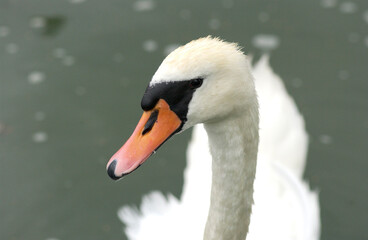 Swan