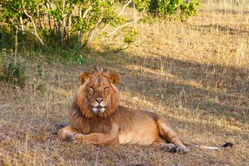 Relaxed male lion lying in the grass