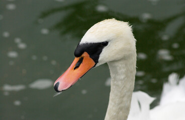 Swan
