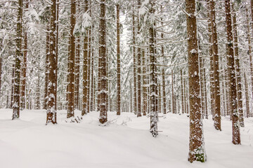 Spruce forest with deep snow in winter