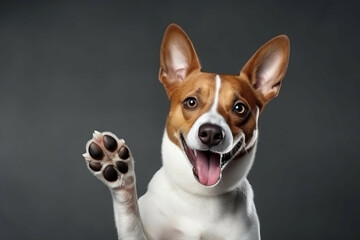 Adorable Brown and White Basenji Dog Smiling and Spreading Joy