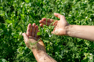 Hands holding a pea flower blooming on the branches of plants in the fields