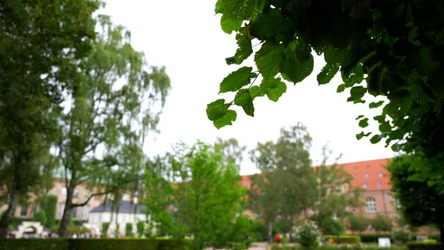 Close-up of leaves moving in wind in the out of focus Garden of Royal Library, Copenhagen