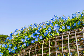 Blue petals of Mexican morning glory flowers or Ipomoea tricolor. on the fence