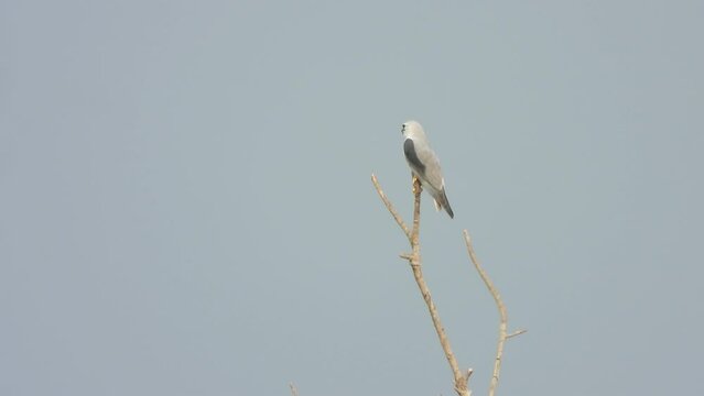 Black - winged kite  waiting for hunt .