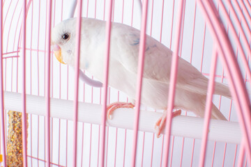 A white budgie sits in a pink cage.