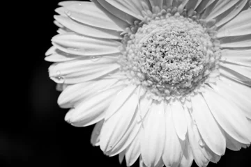 Wandaufkleber white daisy flower © Satawat Anukul