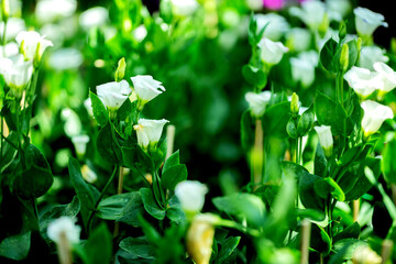 flowers in the garden