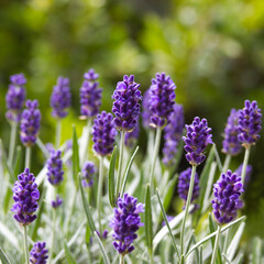 Fototapeta premium lavender flowers in the garden