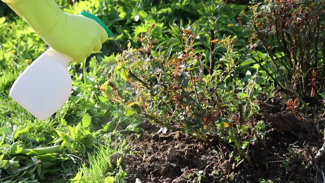 treatment in the garden of young shoots of roses from aphids and insect pests