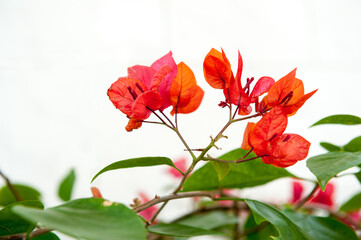 Fototapeta premium Bougainvillea flowers in full bloom