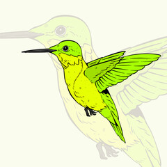 flying bird cartoon illustration