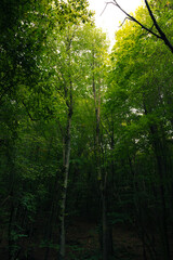 Lush green forest vertical photo. Moody forest background.