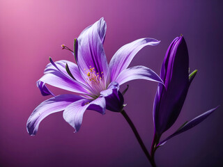 beautiful blooming purple flowers
