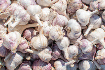 Texture background of ripe garlic. High quality photo
