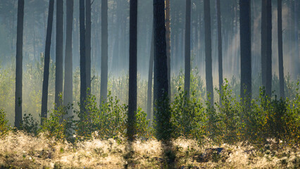 FOREST - Small birches and pine trees in the morning mist
 - obrazy, fototapety, plakaty