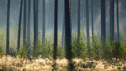 Foto op Plexiglas FOREST - Small birches and pine trees in the morning mist  © Wojciech Wrzesień