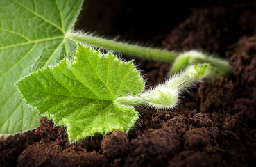 macrophotography of a young sprout (pumpkin) in the ground