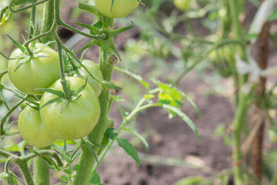 Unripe green tomatoes grown in a greenhouse. Gardening and agriculture. High quality photo