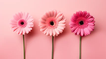 Foto auf Acrylglas Beautiful pink gerbera flowers © Ideas