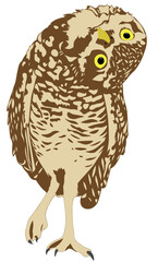 A curious owl tilted its head and examines you, isolated drawing on a white background