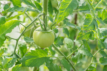 Unripe green tomatoes grown in a greenhouse. Gardening and agriculture. High quality photo