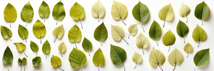 In a wide-format composition, an abstract background is created with green leaves laid flat against a clean white backdrop, forming a versatile image. Photorealistic illustration