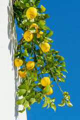 Ripe lemon fruits on lemon branch, blue sky and white wall of the building at the background. View...