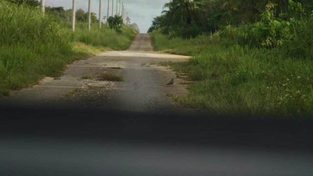 Bird walking along a bumpy road then flew away after