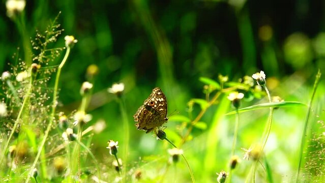 HD 1080p super slow motion Thai beautiful butterfly on meadow flowers nature outdoor