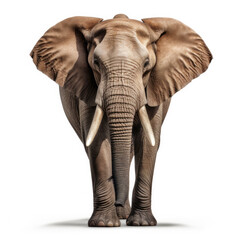 A Elephant full shape realistic photo on white background