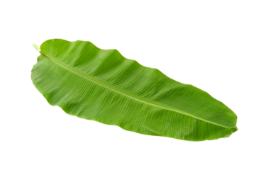 banana leaf on transparent png