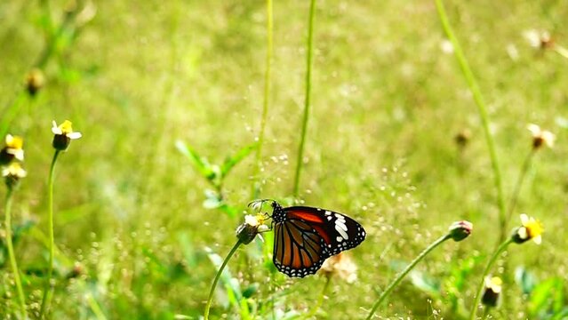HD 1080p super slow motion Thai beautiful butterfly on meadow flowers nature outdoor
