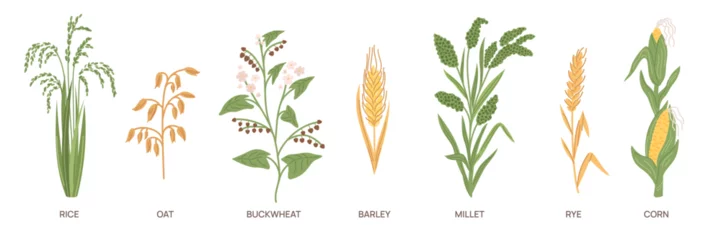 Tuinposter Cartoon grain crops. Different cereal grasses. Agricultural plants. Buckwheat and rice. Ear of corn. Oat and rye field. Edible seeds. Barley harvest. Millet stem. Garish vector set © VectorBum
