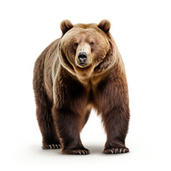 Obraz premium A Bear full shape realistic photo on white background