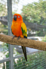 Macaw perched on a branch in a natural pose.                              