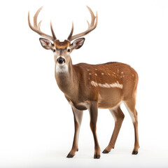 A Deer full shape realistic photo on white background