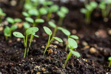Top view of young plants seedlings in soil. Seedlings are prepared before planting in open ground....