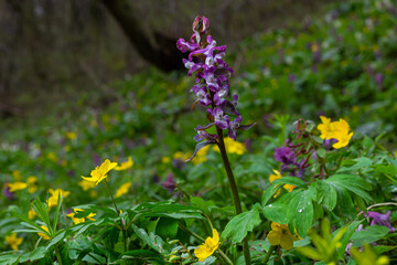 Corydalis. Corydalis solida. Violet flower forest blooming in spring. The first spring flower, purple. Wild corydalis in nature