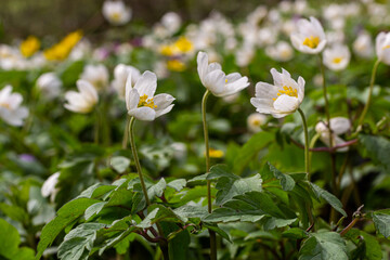 The many white wild flowers in spring forest. Blossom beauty, nature, natural. Sunny summer day, green grass in park. Anemonoides nemorosa