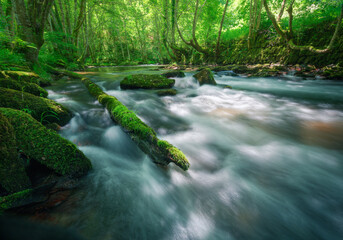A mossy log in the flow of a river between oak trees