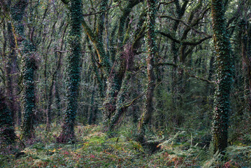 Ivy covers the trunks of oak and chestnut trees in an old forest