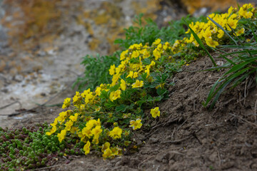 Potentilla neumanniana is a shrub with yellow flowers