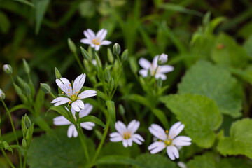 Naklejka na ściany i meble Stellaria holostea or greater stitchwort - is a perennial herbaceous flowering plant in the carnation family Caryophyllaceae. A traditional British spring flower