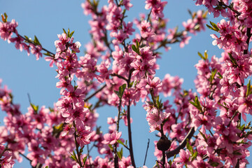 Peach tree, blurred background. Blooming tree in spring with pink flowers. The beauty of the spring garden, the concept of spring