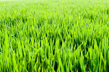 Green wheat fields, vigorous growth of wheat seedlings.